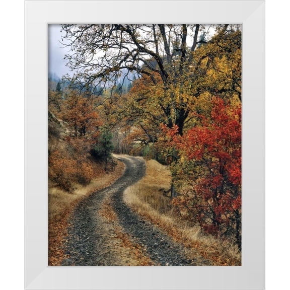 Terrill, Steve 12x14 White Modern Wood Framed Museum Art Print Titled - WA, Columbia Gorge NSA Road and autumn oaks