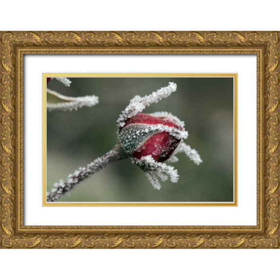 Terrill, Steve 14x11 Gold Ornate Wood Framed with Double Matting Museum Art Print Titled - USA, Oregon Roses draped with frost