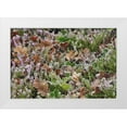 thumbnail image 1 of Terrill, Steve 14x11 White Modern Wood Framed Museum Art Print Titled - OR, Portland Frost on heather shrub in garden, 1 of 4