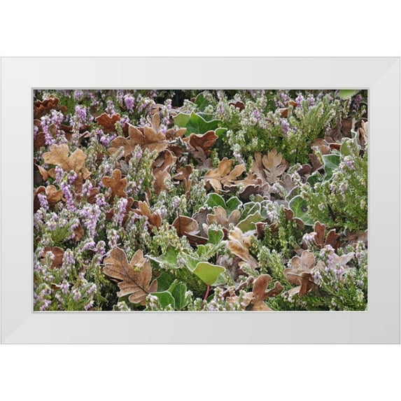 Terrill, Steve 14x11 White Modern Wood Framed Museum Art Print Titled - OR, Portland Frost on heather shrub in garden