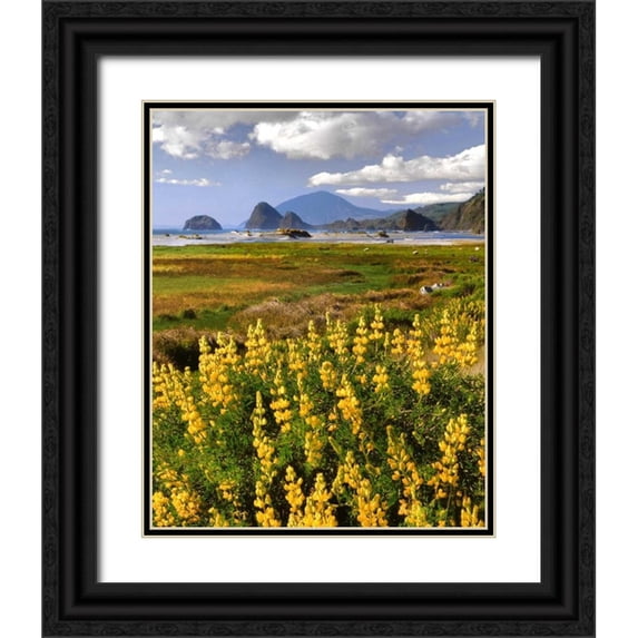 Terrill, Steve 15x18 Black Ornate Wood Framed with Double Matting Museum Art Print Titled - OR, Ophir Yellow lupine and ocean beach