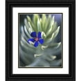 thumbnail image 1 of Terrill, Steve 15x18 Black Ornate Wood Framed with Double Matting Museum Art Print Titled - OR, Portland, Pimpernel caught on euphorbia plant, 1 of 4