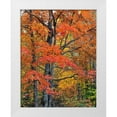 thumbnail image 1 of Terrill, Steve 15x18 White Modern Wood Framed Museum Art Print Titled - New Hampshire Maple trees in Belknap Mountains, 1 of 4
