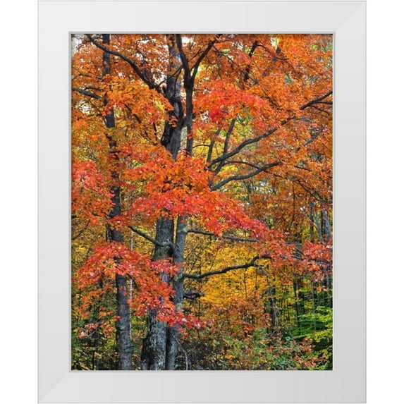Terrill, Steve 15x18 White Modern Wood Framed Museum Art Print Titled - New Hampshire Maple trees in Belknap Mountains