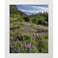 thumbnail image 1 of Terrill, Steve 15x18 White Modern Wood Framed Museum Art Print Titled - Oregon, Mount Hood Wilderness Lupine in Elk Cove, 1 of 4