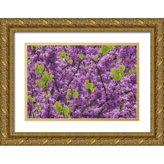 Terrill, Steve 18x13 Gold Ornate Wood Framed with Double Matting Museum Art Print Titled - OR, Blossoms on redbud tree in Multnomah Co,