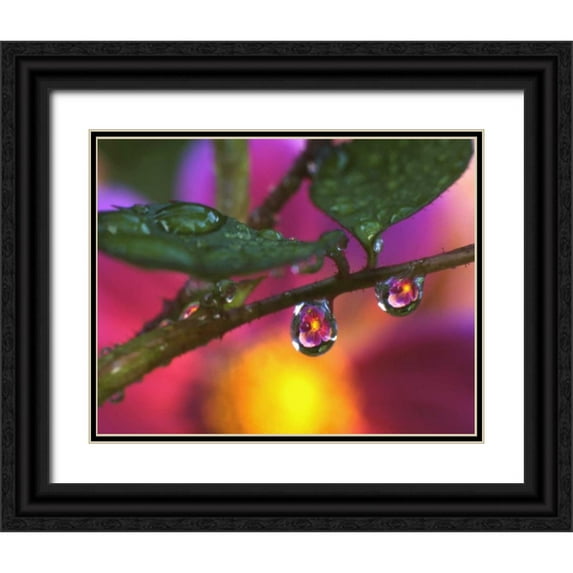 Terrill, Steve 18x15 Black Ornate Wood Framed with Double Matting Museum Art Print Titled - OR, Cosmos reflecting in dewdrop on a rose