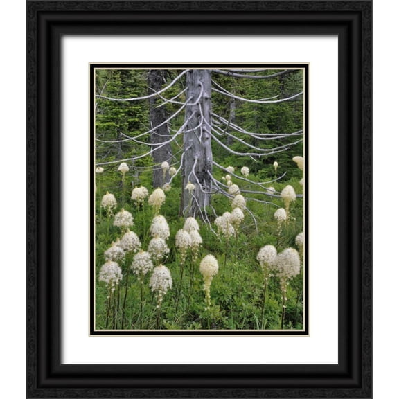 Terrill, Steve 20x24 Black Ornate Wood Framed with Double Matting Museum Art Print Titled - OR, Mount Hood NF Beargrass around evergreen