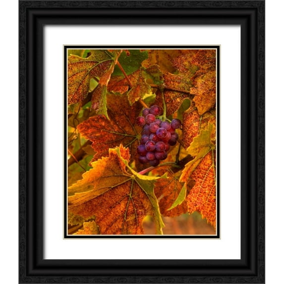 Terrill, Steve 20x24 Black Ornate Wood Framed with Double Matting Museum Art Print Titled - OR, Willamette Valley, Pinot noir grapes in fall
