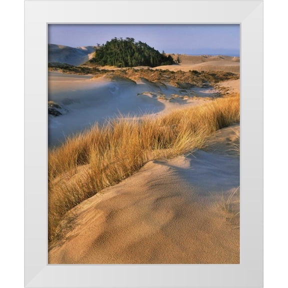 Terrill, Steve 20x24 White Modern Wood Framed Museum Art Print Titled - Oregon, Dunes NRA Landscape of sand dunes