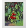 thumbnail image 1 of Terrill, Steve 20x24 White Modern Wood Framed Museum Art Print Titled - Oregon, Mosier Cherries hanging in tree, 1 of 4