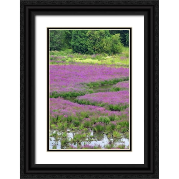 Terrill, Steve 23x32 Black Ornate Wood Framed with Double Matting Museum Art Print Titled - OR, Oaks Bottom Purple loosestrife in marsh