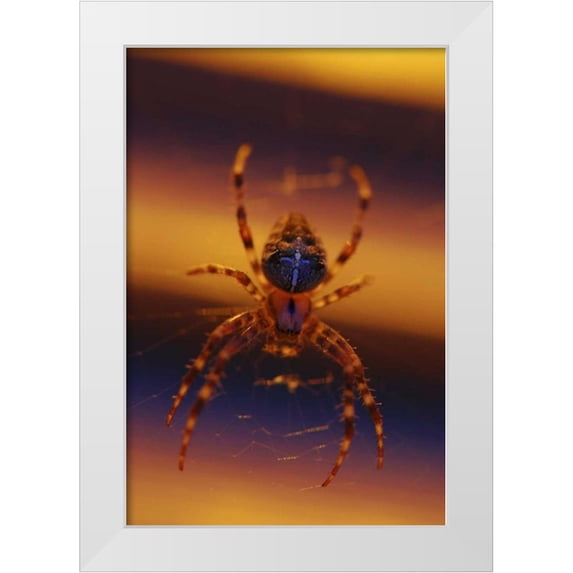 Terrill, Steve 23x32 White Modern Wood Framed Museum Art Print Titled - OR, Portland Common garden spider illuminated