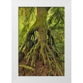 thumbnail image 1 of Terrill, Steve 23x32 White Modern Wood Framed Museum Art Print Titled - OR, Tryon Creek Cedar growing from nursery stump, 1 of 4