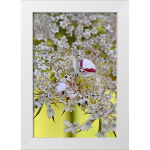 Terrill, Steve 23x32 White Modern Wood Framed Museum Art Print Titled - USA, Oregon Crab spider on wild carrot bloom