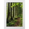 thumbnail image 1 of Terrill, Steve 23x32 White Modern Wood Framed Museum Art Print Titled - USA, Oregon Forest trail scenic, 1 of 4