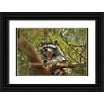 thumbnail image 1 of Terrill, Steve 24x17 Black Ornate Wood Framed with Double Matting Museum Art Print Titled - OR, Portland Raccoon yawns in a tree limb, 1 of 4