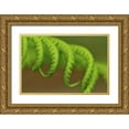 thumbnail image 1 of Terrill, Steve 24x17 Gold Ornate Wood Framed with Double Matting Museum Art Print Titled - Oregon, Mt Hood NF Lady fern leaves unfurling, 1 of 4