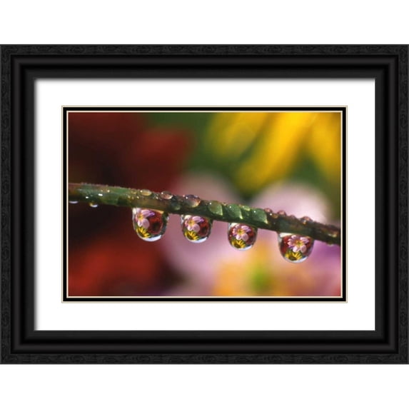 Terrill, Steve 24x18 Black Ornate Wood Framed with Double Matting Museum Art Print Titled - OR, Flower reflecting in dewdrops on grass