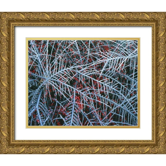 Terrill, Steve 24x20 Gold Ornate Wood Framed with Double Matting Museum Art Print Titled - OR, Portland, Cotoneaster plant with berries