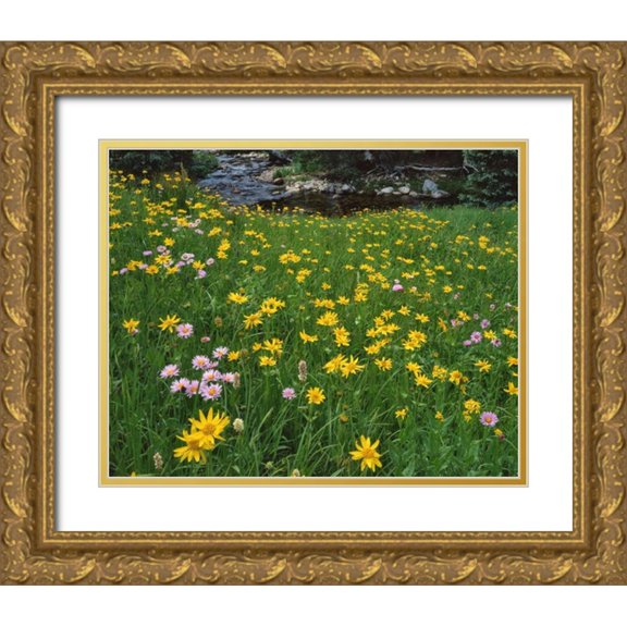 Terrill, Steve 24x20 Gold Ornate Wood Framed with Double Matting Museum Art Print Titled - WY, Medicine Bow NF Golden mountain arnicas