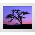 thumbnail image 1 of Terrill, Steve 24x20 White Modern Wood Framed Museum Art Print Titled - OR, Columbia Gorge, Pine tree framing Mount Hood, 1 of 4