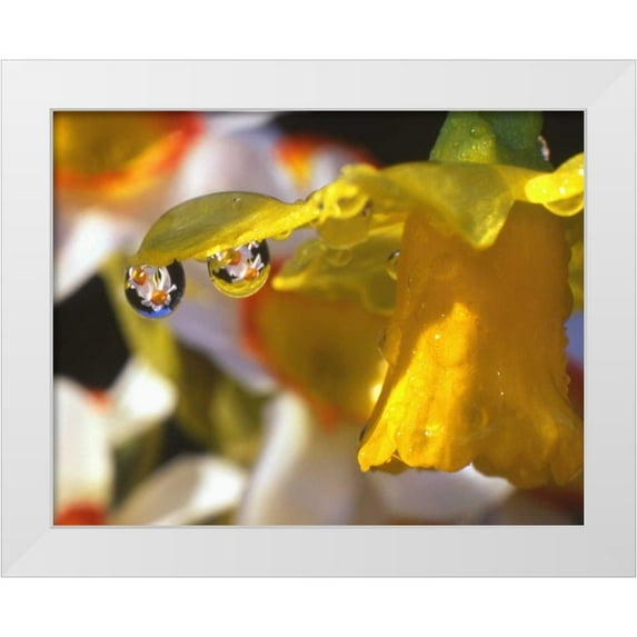 Terrill, Steve 24x20 White Modern Wood Framed Museum Art Print Titled - OR, Dewdrops clinging to daffodil petals
