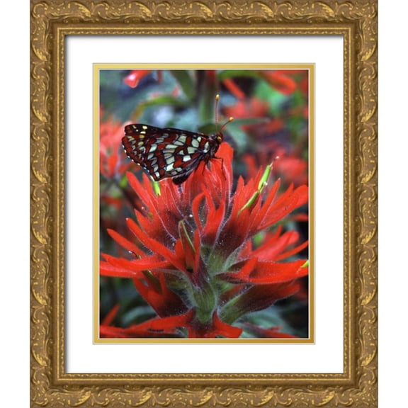 Terrill, Steve 26x32 Gold Ornate Wood Framed with Double Matting Museum Art Print Titled - OR, Mt Hood NF Checkerspot butterfly on flower