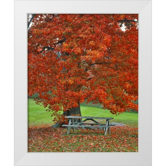 Terrill, Steve 26x32 White Modern Wood Framed Museum Art Print Titled - New York, West Park Bench under maple in autumn