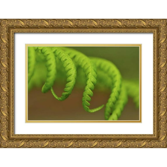 Terrill, Steve 32x23 Gold Ornate Wood Framed with Double Matting Museum Art Print Titled - Oregon, Mt Hood NF Lady fern leaves unfurling