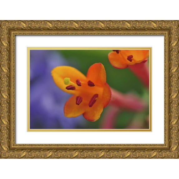 Terrill, Steve 32x23 Gold Ornate Wood Framed with Double Matting Museum Art Print Titled - Oregon, Portland Coral honeysuckle flowers