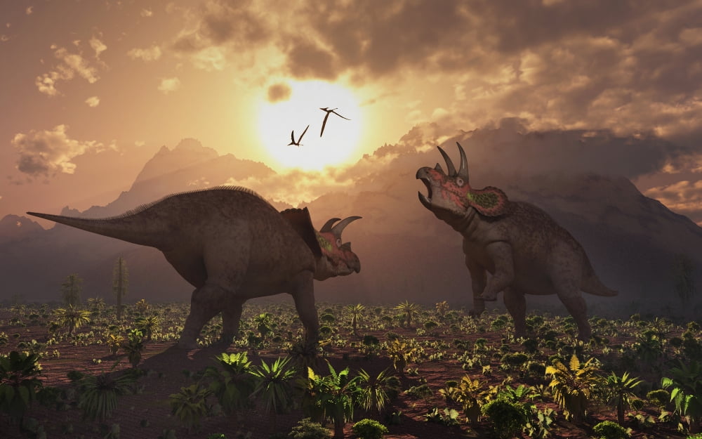 Territorial confrontation between two male Triceratops Canvas Art - Mark StevensonStocktrek Images (18 x 12)