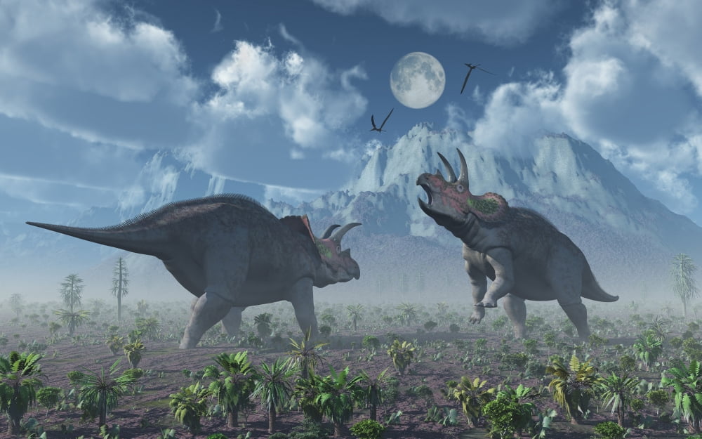 Territorial confrontation between two male Triceratops Canvas Art - Mark StevensonStocktrek Images (36 x 23)