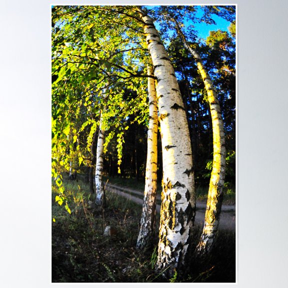 Tervertes Forest Scene 2 Poster Wall Art, Modern Wall Decor, 16x24 UNFRAMED