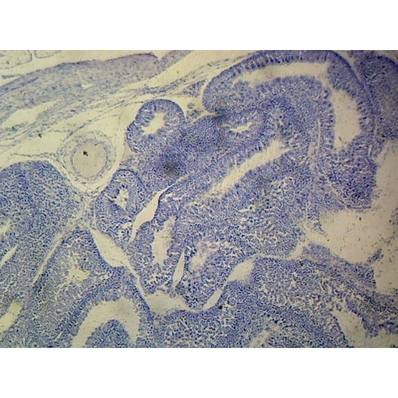 Testis; Section by Go Science Crazy
