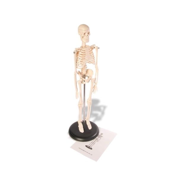 Tesyar 17" Articulated Mini Human Skeleton Model, Movable Joints Full Body Bone Mannequin for Anatomy Teaching Study