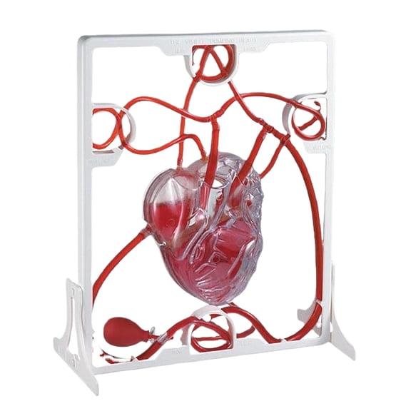 Tesyar Heart Blood Circulation Teaching Model, Interactive Squeeze Pump Human Heart Anatomy Model for Medical Classroom Learning