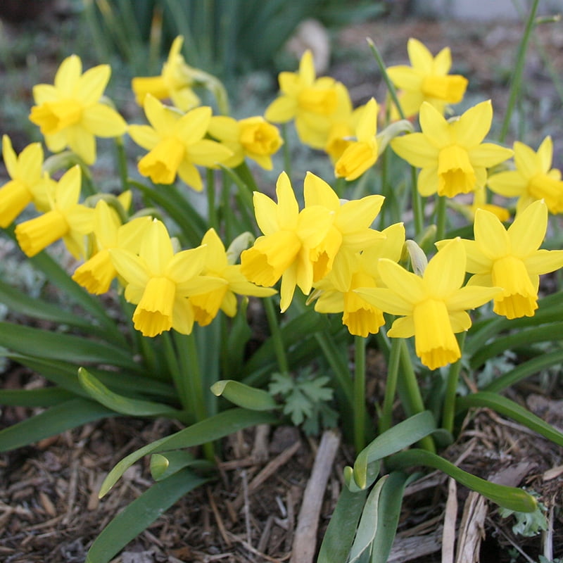Tete A Tete Daffodil Flower Bulbs Jumbo Pack - 50 Bulbs per Pack - Deer Resistant - Good as Cut Flowers - Grows Well In Containers - Perennializing - Grow Indoors or Outdoors  Easy to