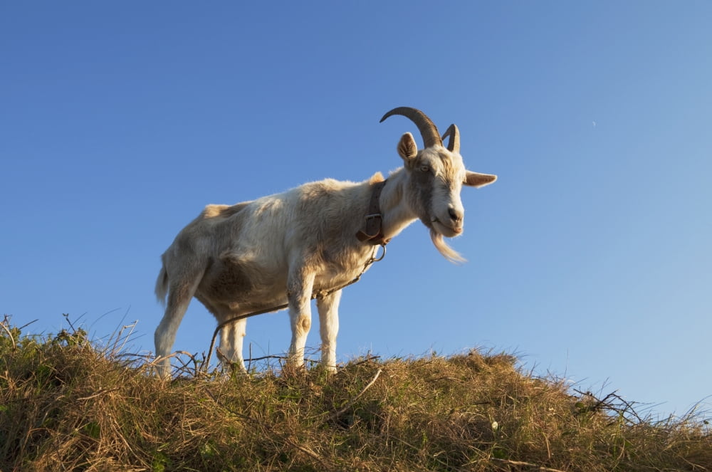 Tethered goat at roches pointCounty cork ireland Canvas Art - George Munday Design Pics (38 x 24)