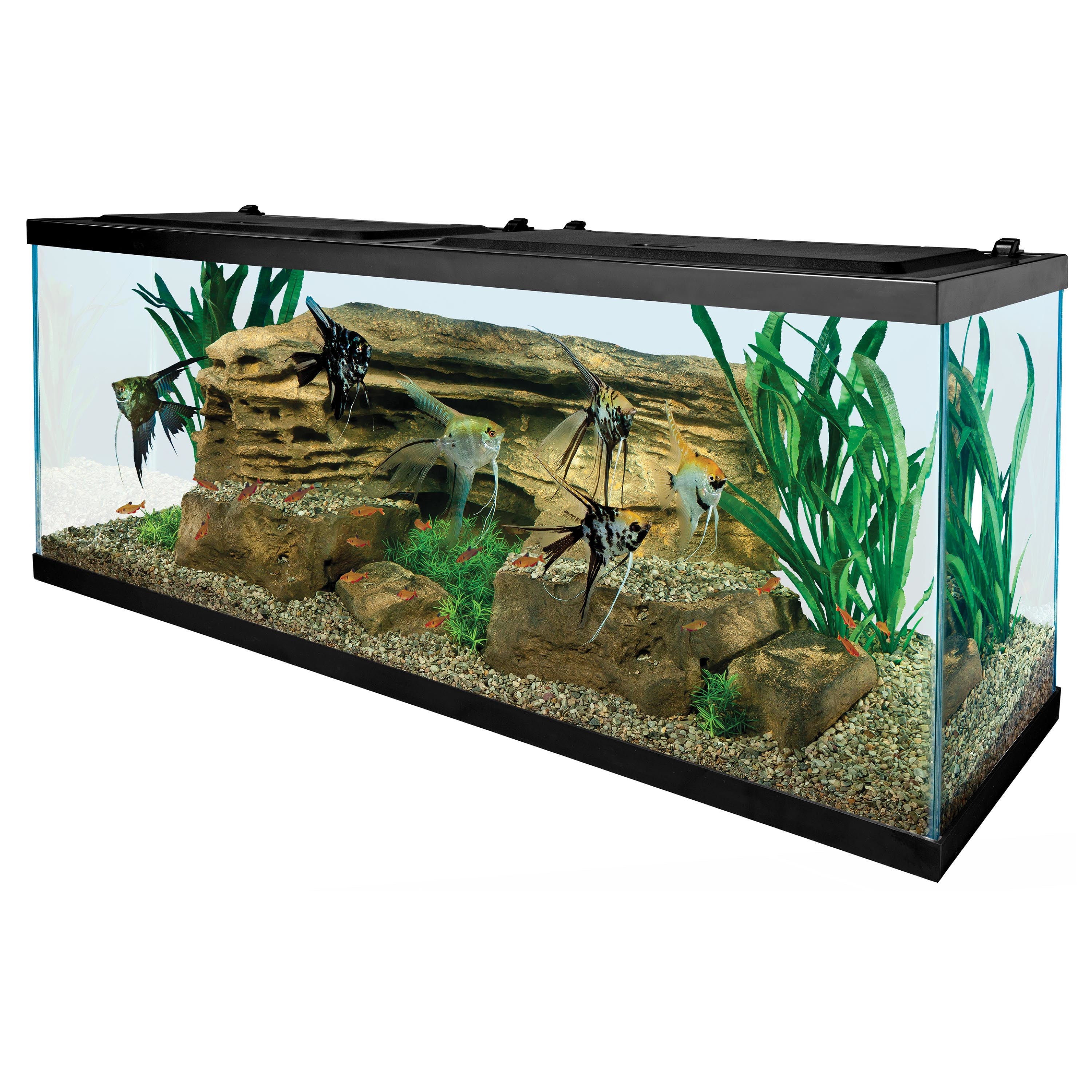 Freshwater fish tank supplies clearance