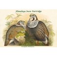 thumbnail image 1 of Tetraogallus Himilayensis - Himalaya Snow Partridge Poster Print by John  Gould (24 x 36), 1 of 1