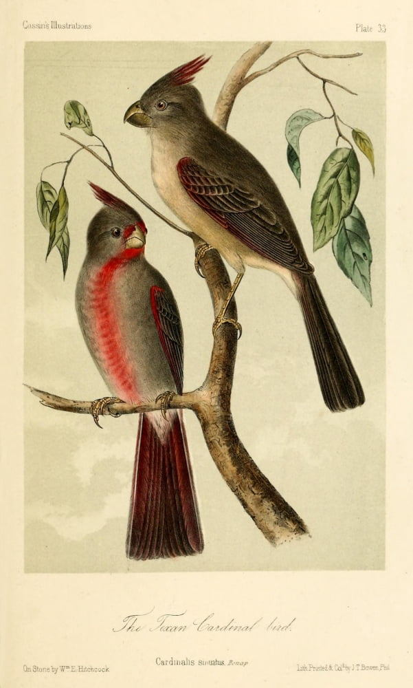 Texan Cardinal Bird Canvas Art - WE Hitchcock (18 x 24)