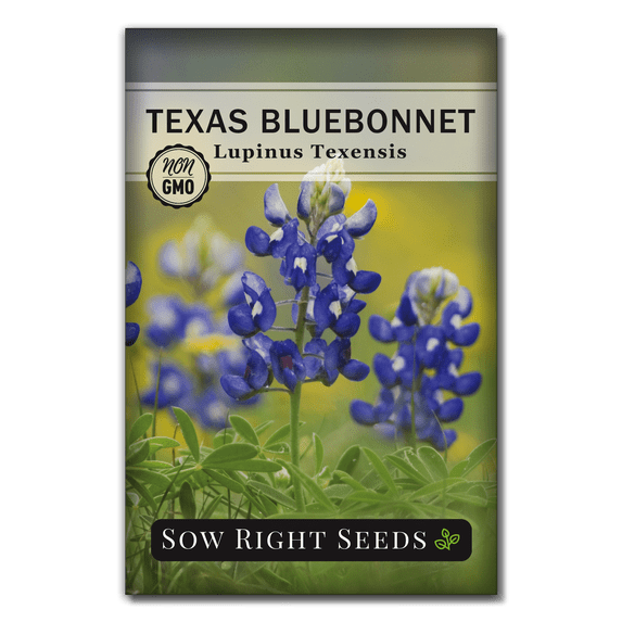 Texas Bluebonnet Seeds - Non GMO Heirloom Varieties for Planting