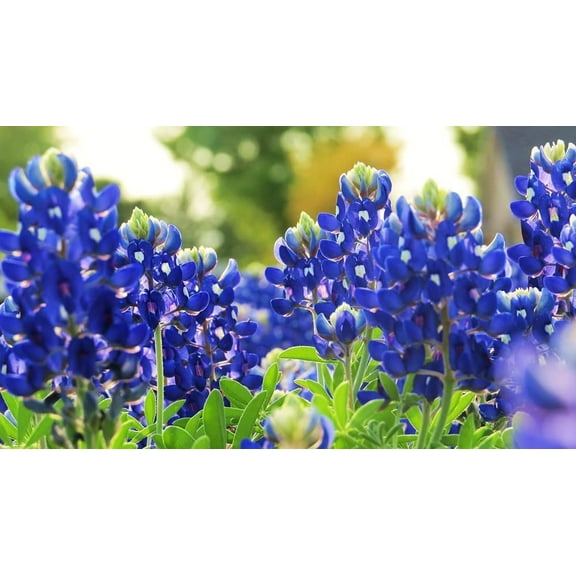 Texas Bluebonnet Wildflower Seeds for Planting - 100+ Seeds - Vibrant Blue Wildflowers, Ships from Iowa, USA