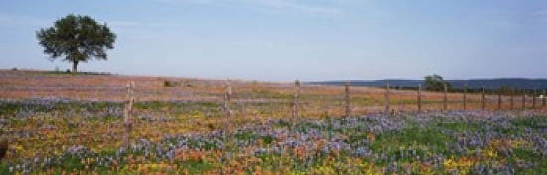 Texas Bluebonnets And Indian Paintbrushes In A Field Texas Hill Country Texas USA Canvas Art - Panoramic Images (18 x 6)