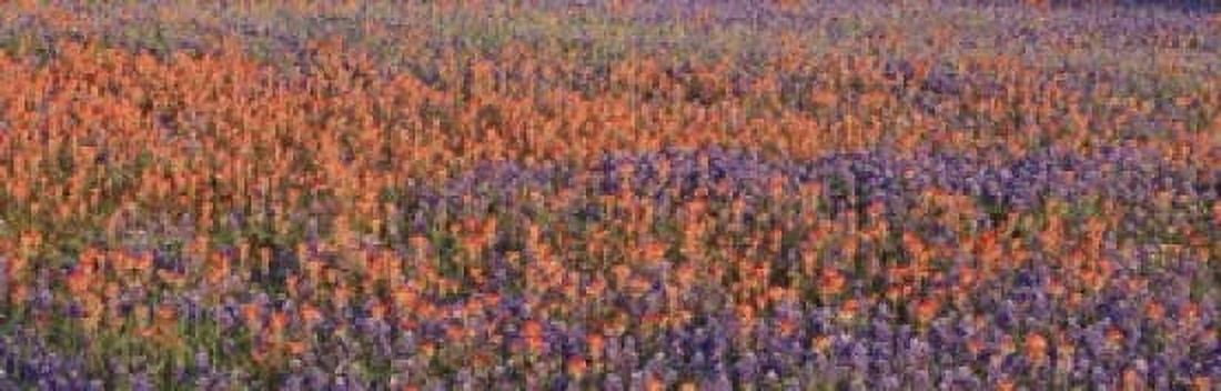 Texas Bluebonnets and Indian Paintbrushes in a field Texas USA Canvas Art - Panoramic Images (18 x 6)
