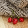 thumbnail image 1 of Sherwood's Seeds Premium 10 Texas Chiltepin Heirloom Pepper Plant Seeds, 1 of 1