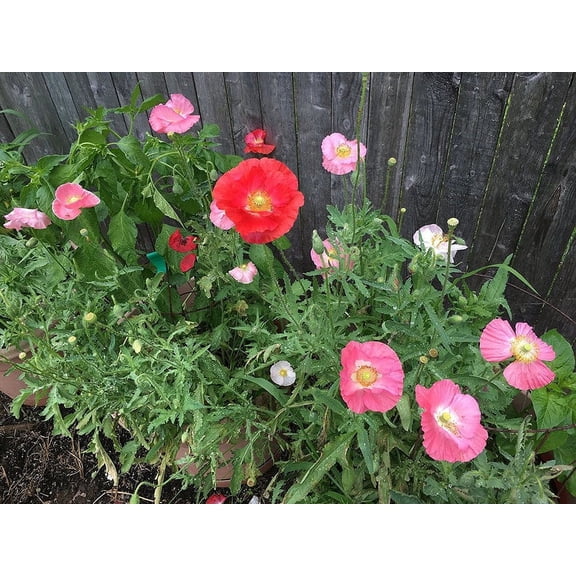 Texas Corn Poppy Poppies Mix Papaver Rhoeas Premium Seeds Packet