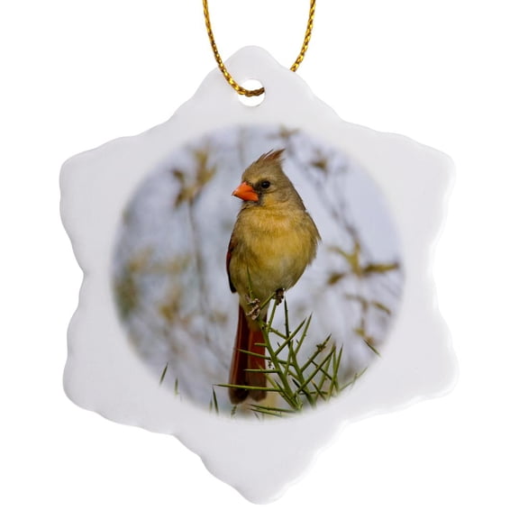 3drose, Texas, Dos Venadas Ranch, Northern Cardinal Bird - Us44 Bja0123 - Jaynes Gallery, 3 inch Snowflake Porcelain Ornament