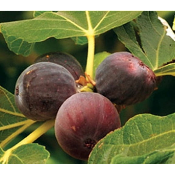 Texas Everbearing Fig - Ficus Carica - Live Fig Tree